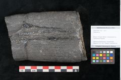 Foto (Objekt + Etikett) von Calamites sp.  (NHMW-GEO-2024-0188-11162)
